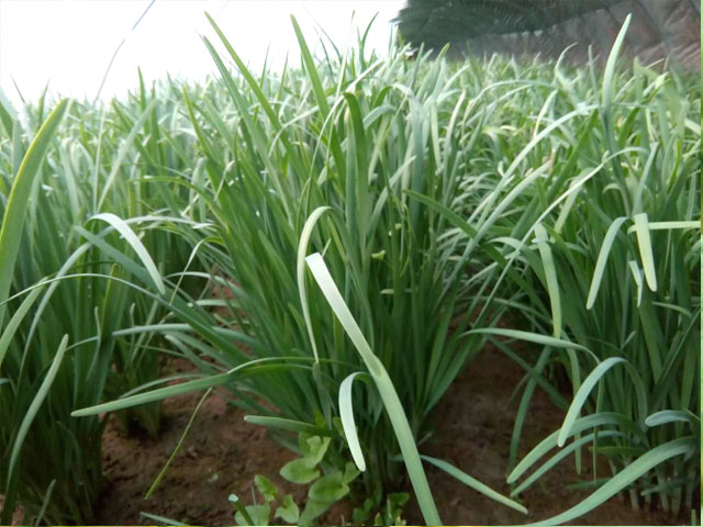 生態(tài)韭菜