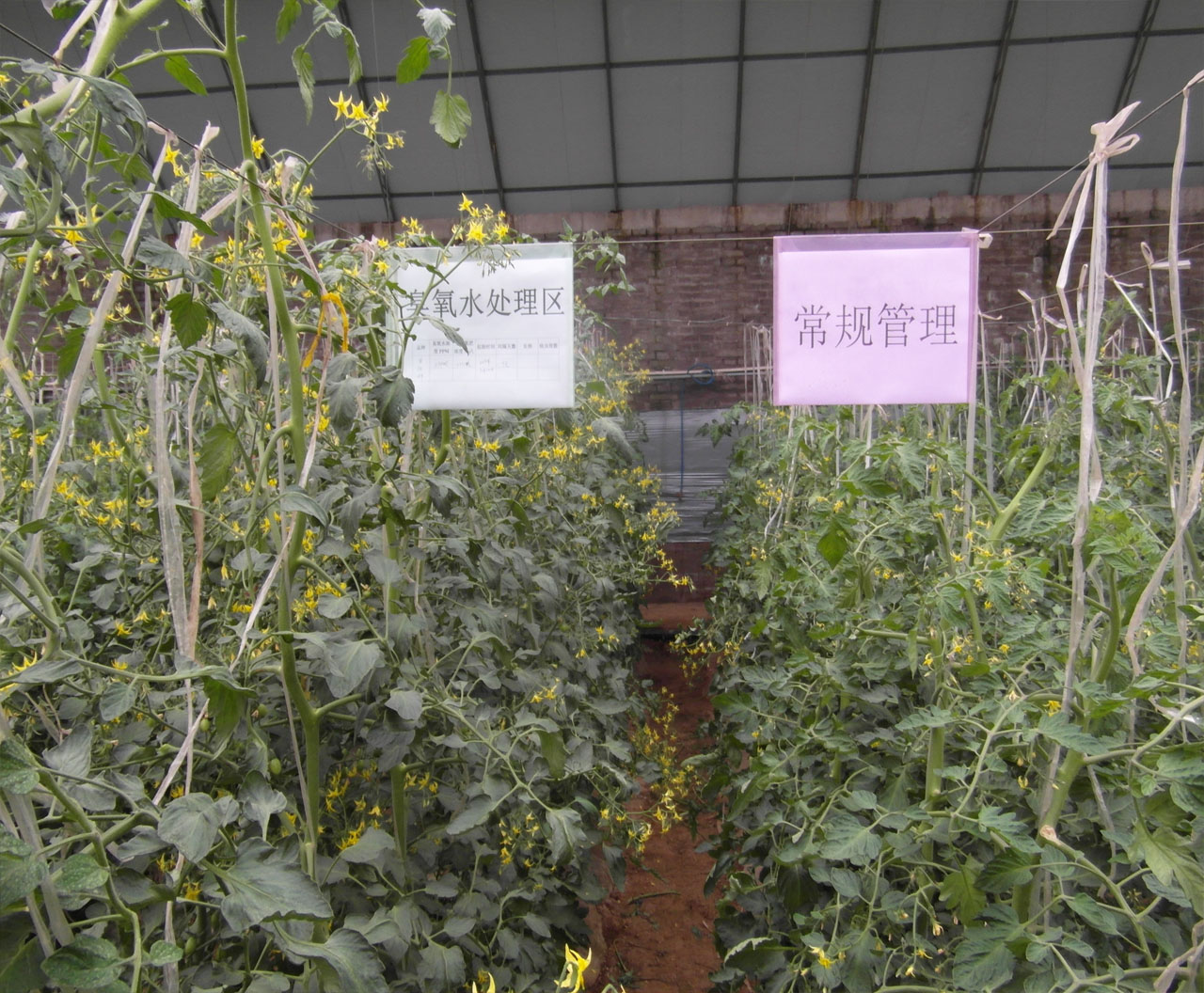 生態(tài)西紅柿